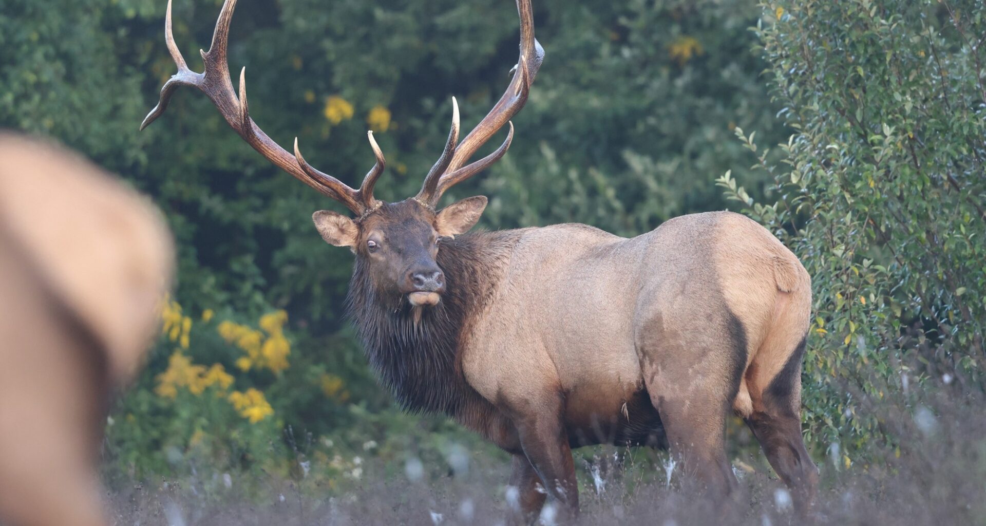 Outdoors: Lights, camera action for Game Commission's elk camera