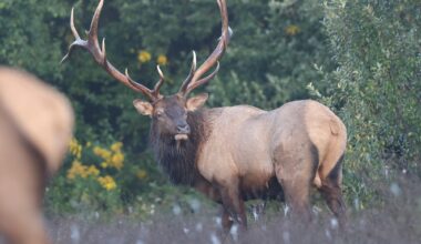 Outdoors: Lights, camera action for Game Commission's elk camera