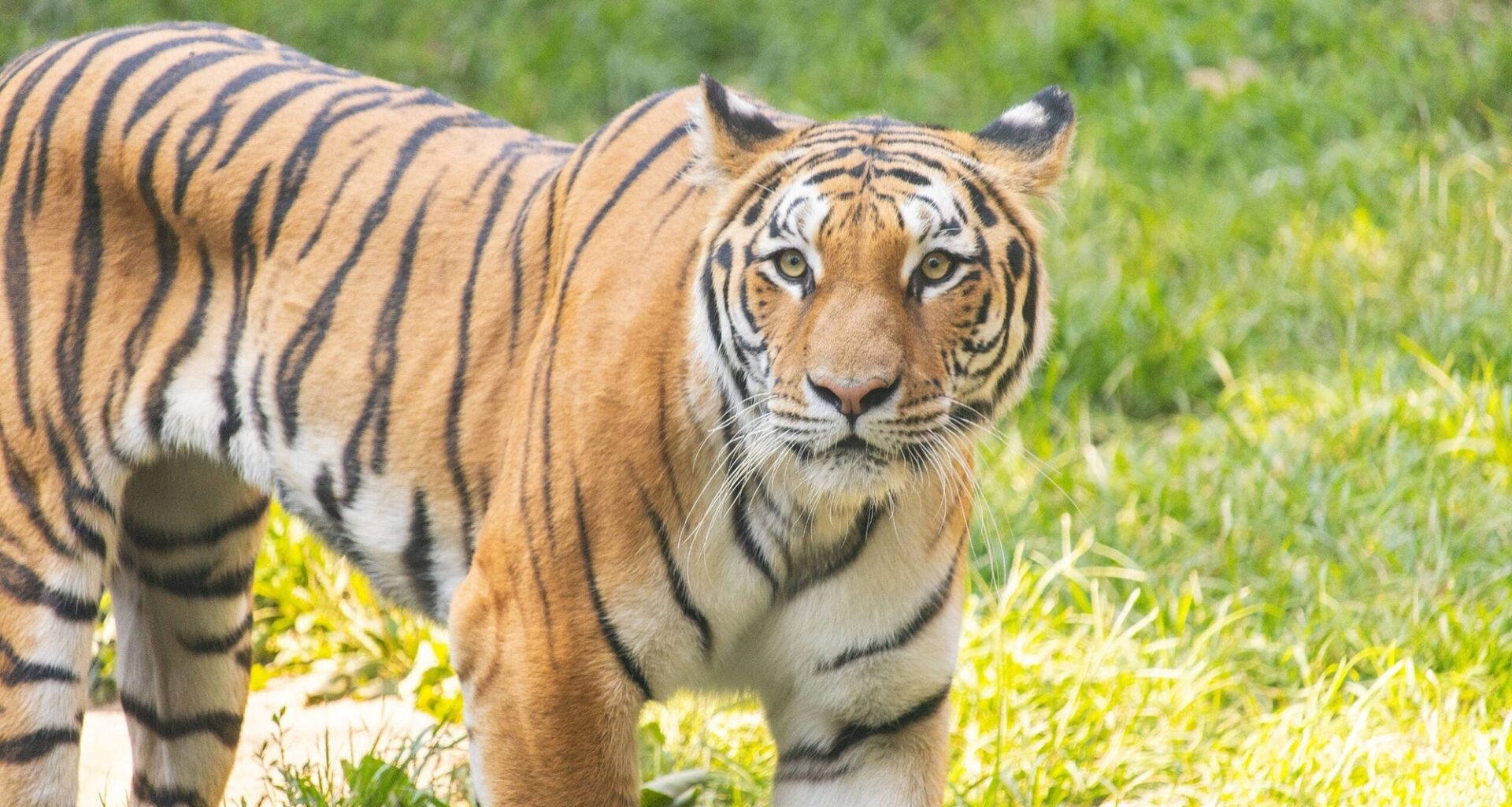 Philadelphia Zoo’s End-of-Summer Spectacular Brings Beer, Bears, Art and Wild Rides to Philly