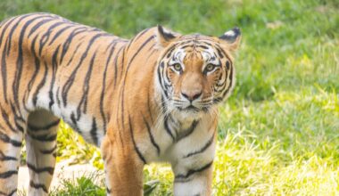 Philadelphia Zoo’s End-of-Summer Spectacular Brings Beer, Bears, Art and Wild Rides to Philly