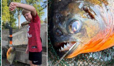 'It's a piranha!' Pennsylvania boy expected to catch a bass — hooked a piranha instead