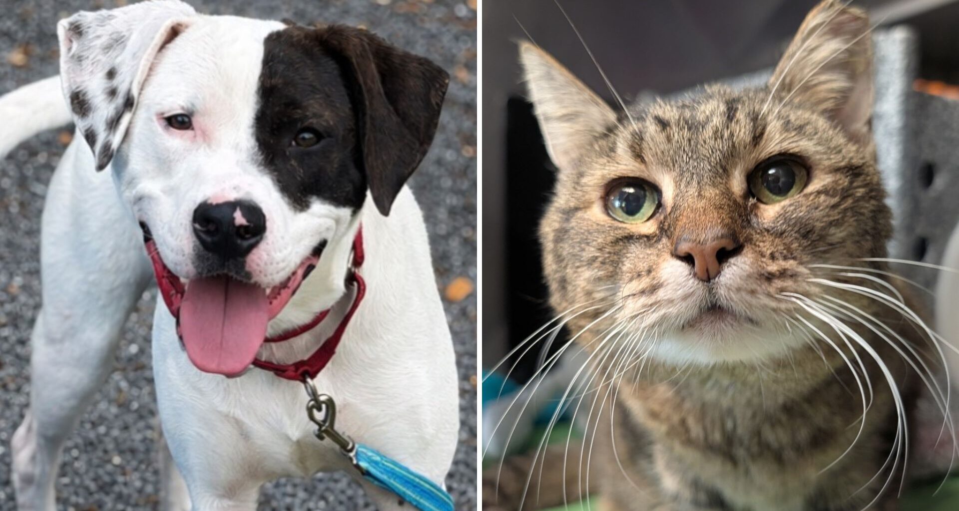 Tom Schaeffer’s Camping and Travel Center Sponsors Adoptions at the Animal Rescue League