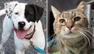 Tom Schaeffer’s Camping and Travel Center Sponsors Adoptions at the Animal Rescue League