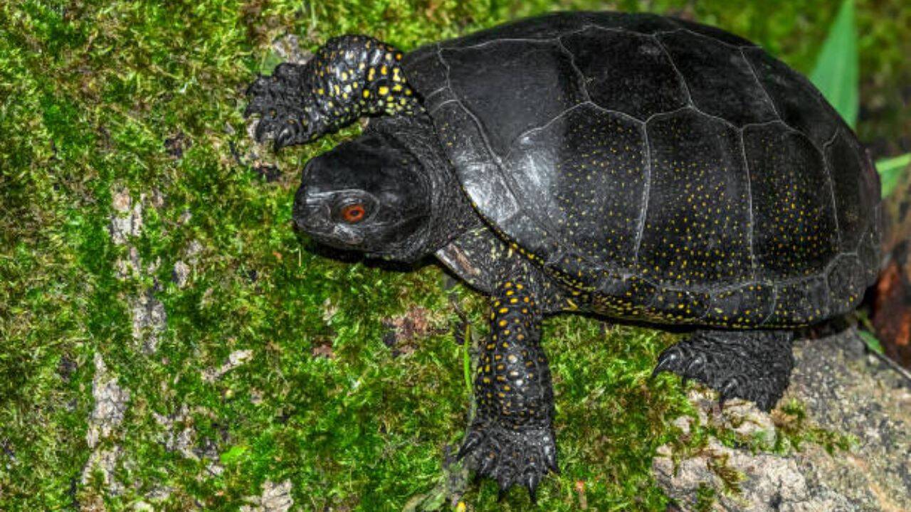 Within Ohio, spotted turtles have been classified as threatened. A group of slow turtles<br><br>