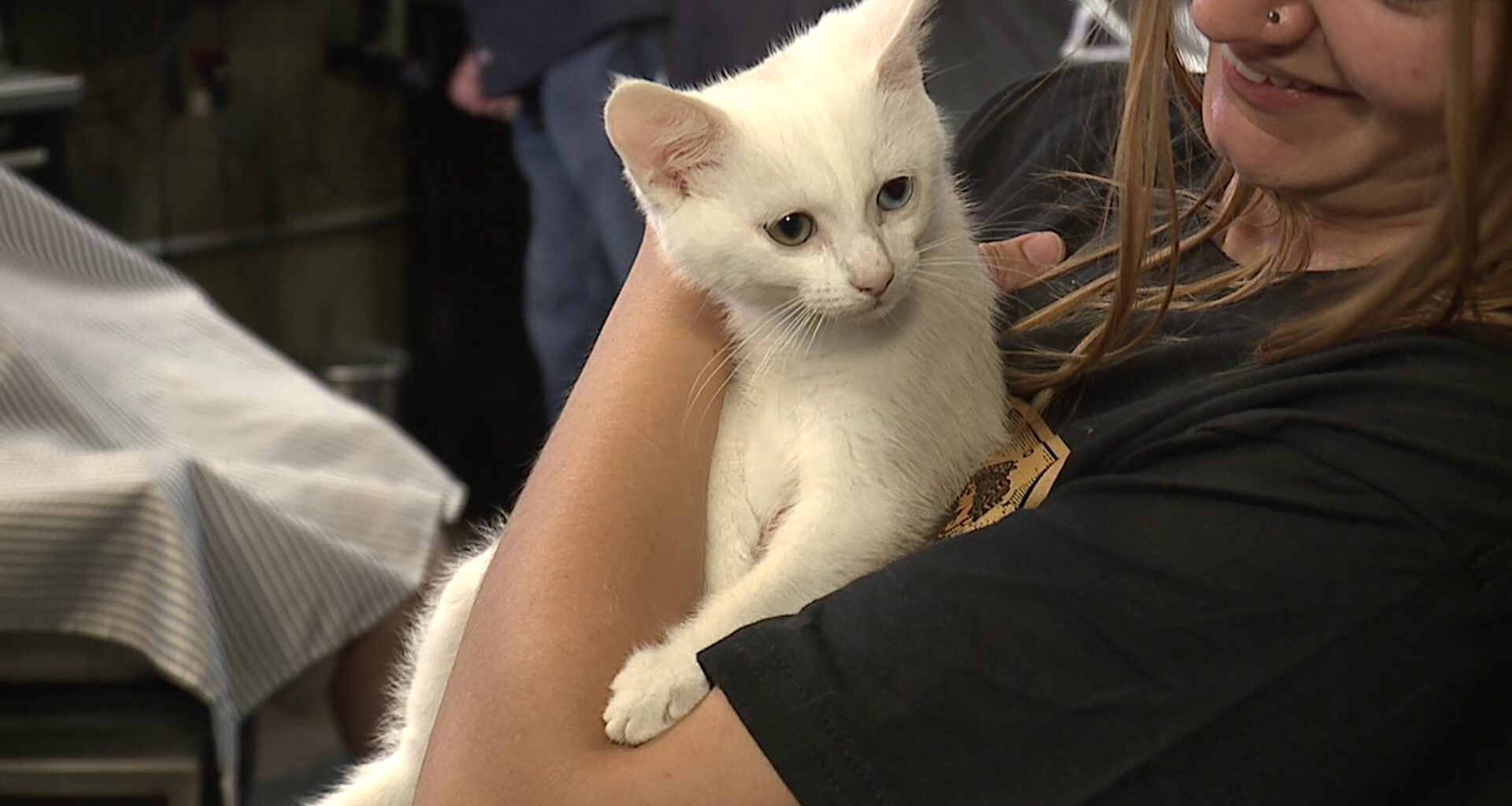'Cuts for Kittens' raises funds for vulnerable rescue kittens in Scranton