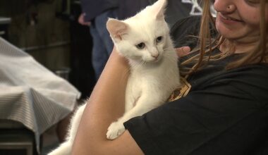 'Cuts for Kittens' raises funds for vulnerable rescue kittens in Scranton