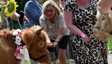 Highland cows "marry" in Pennsylvania ceremony