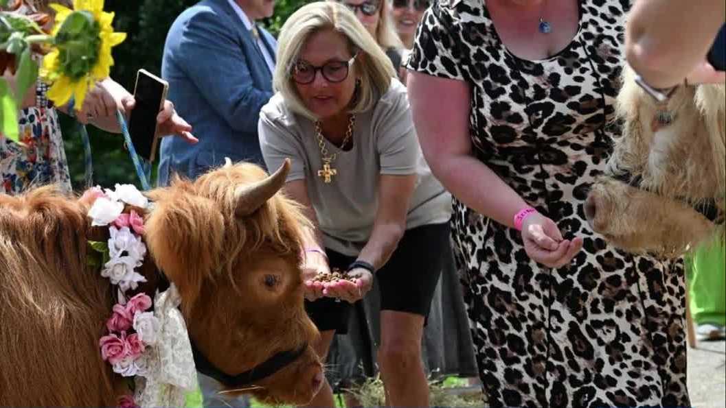 Highland cows "marry" in Pennsylvania ceremony