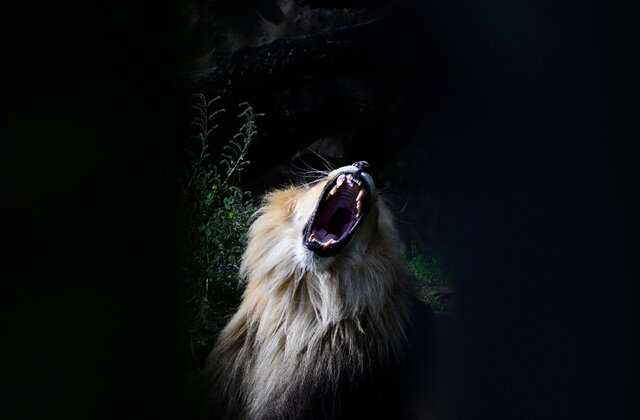 TOPSHOT - A lion (Panthera leo) is pictured in its enclosure at the Berlin Zoo on August 18, 2026. (Photo by Tobias SCHWARZ / AFP via Getty Images)