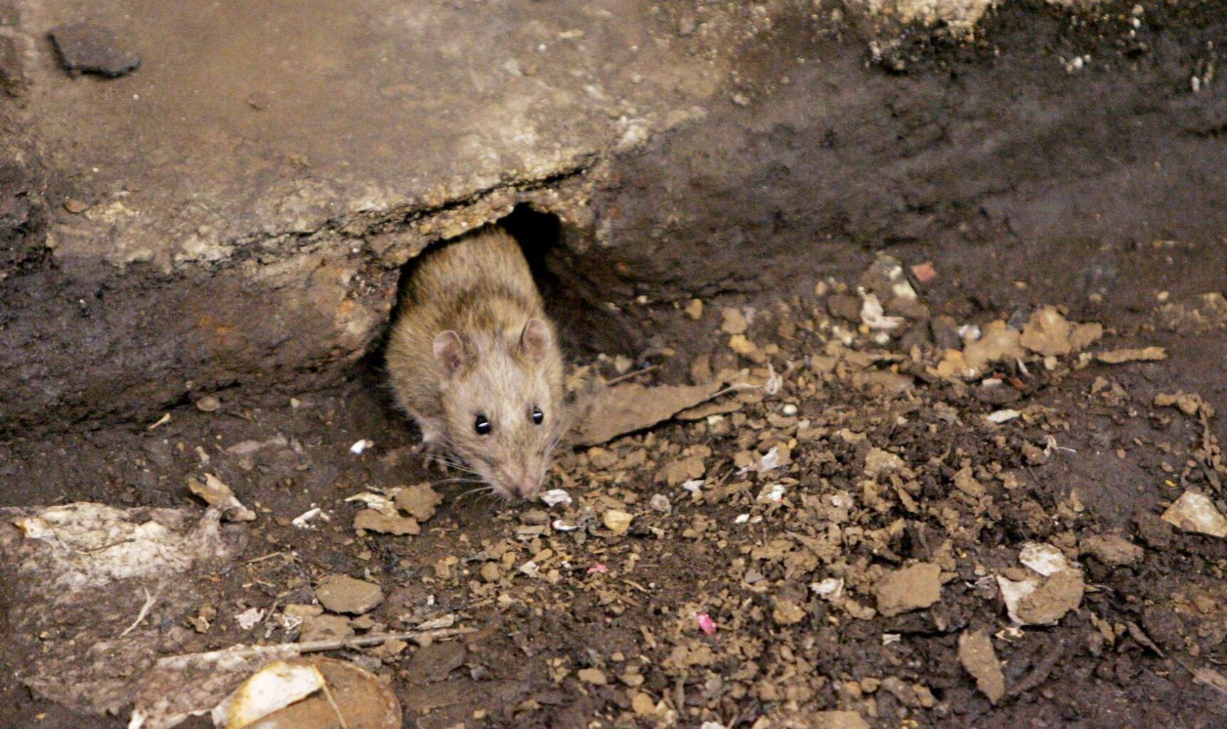 Bensalem neighborhood complains of rat infestation