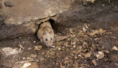 Bensalem neighborhood complains of rat infestation