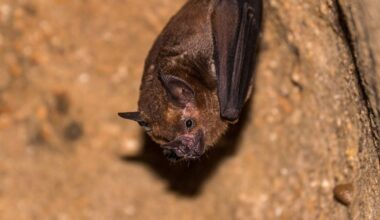 Allegheny County sees increase in calls about bats