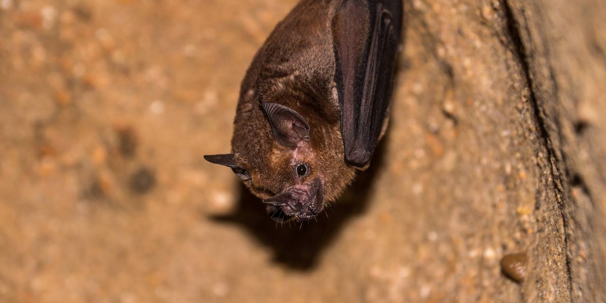 Allegheny County sees increase in calls about bats
