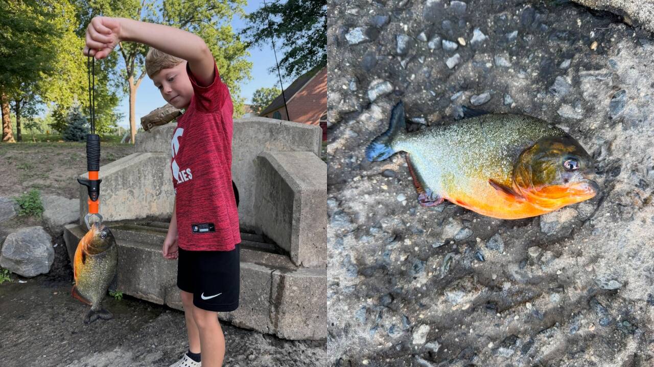 Pic courtesy: Facebook/ Mike Coffey Boy, 8, catches piranha while fishing at Pennsylvania lake