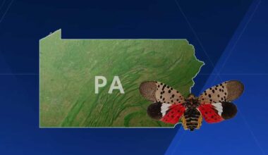 Fetterman, McCormick bill targets spotted lanternflies