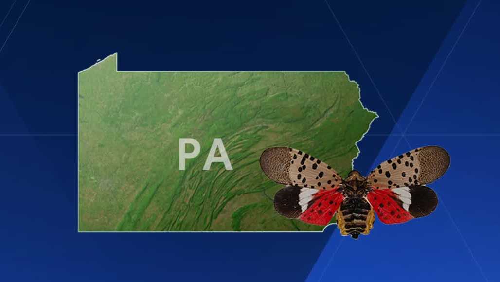Fetterman, McCormick bill targets spotted lanternflies