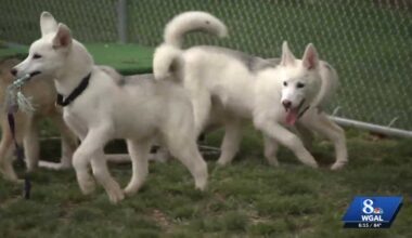 Rescue dogs from California arrive in Pennsylvania