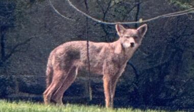 Aggressive coyote spotted in Cheltenham Township, Pennsylvania, police say