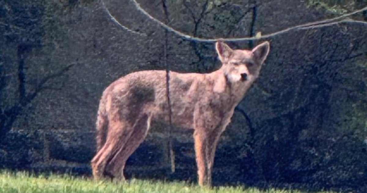 Aggressive coyote seen wandering Cheltenham Township, police say