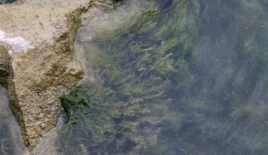Lake Erie algal bloom doubles in size in a week