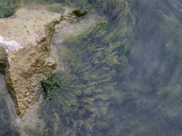 Lake Erie algal bloom doubles in size in a week