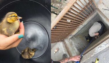 5 ducklings saved from storm drain in North Fayette Township