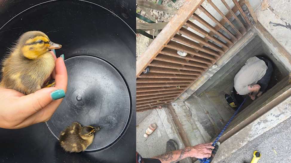 5 ducklings saved from storm drain in North Fayette Township