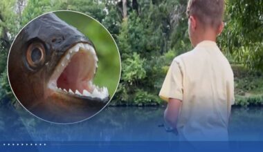 8-year-old reels in piranha at Pennsylvania lake: ‘It was pretty crazy’