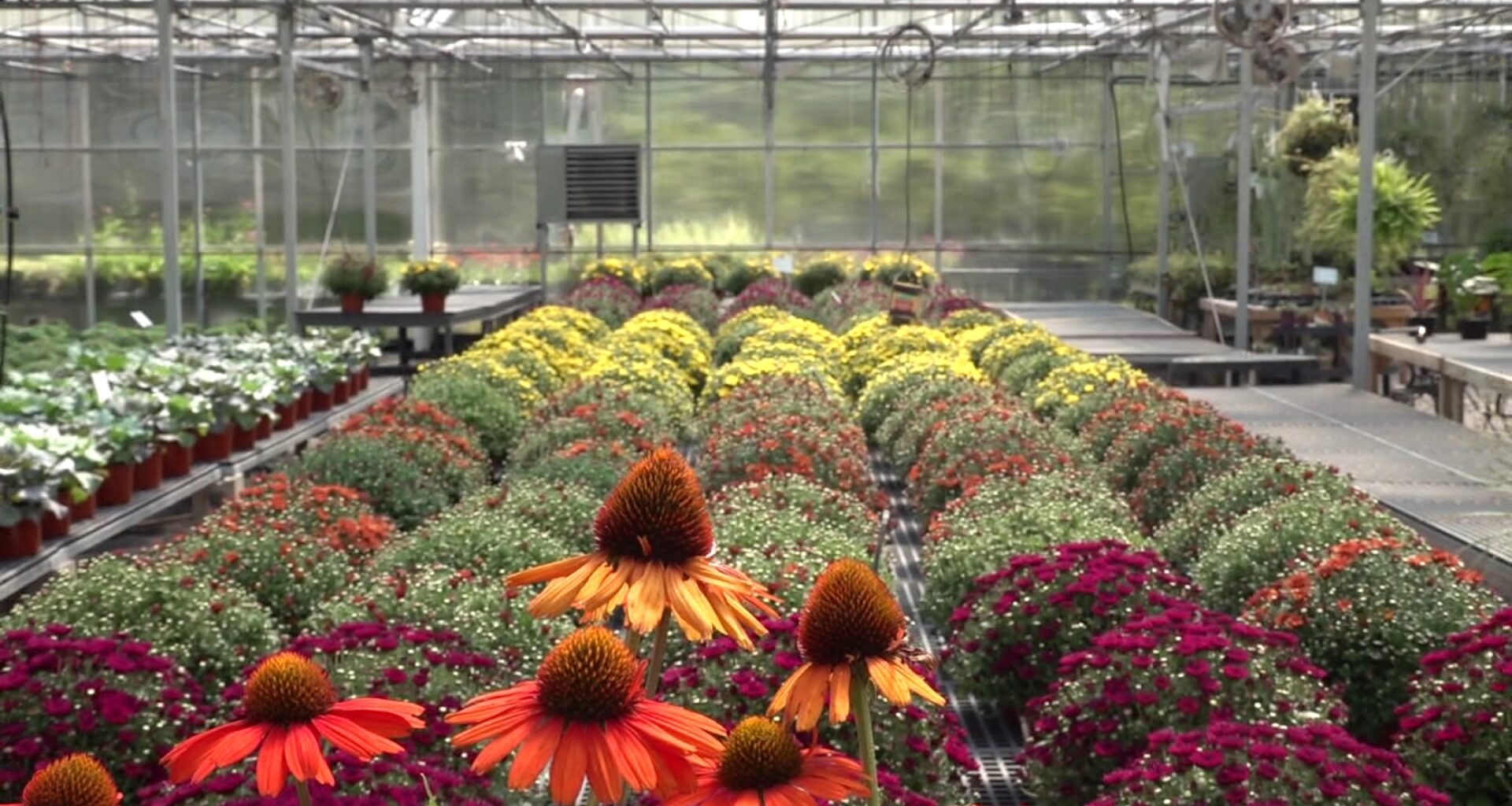 Wayne County greenhouse prepared for fall with variety of planting options
