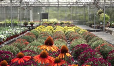 Wayne County greenhouse prepared for fall with variety of planting options