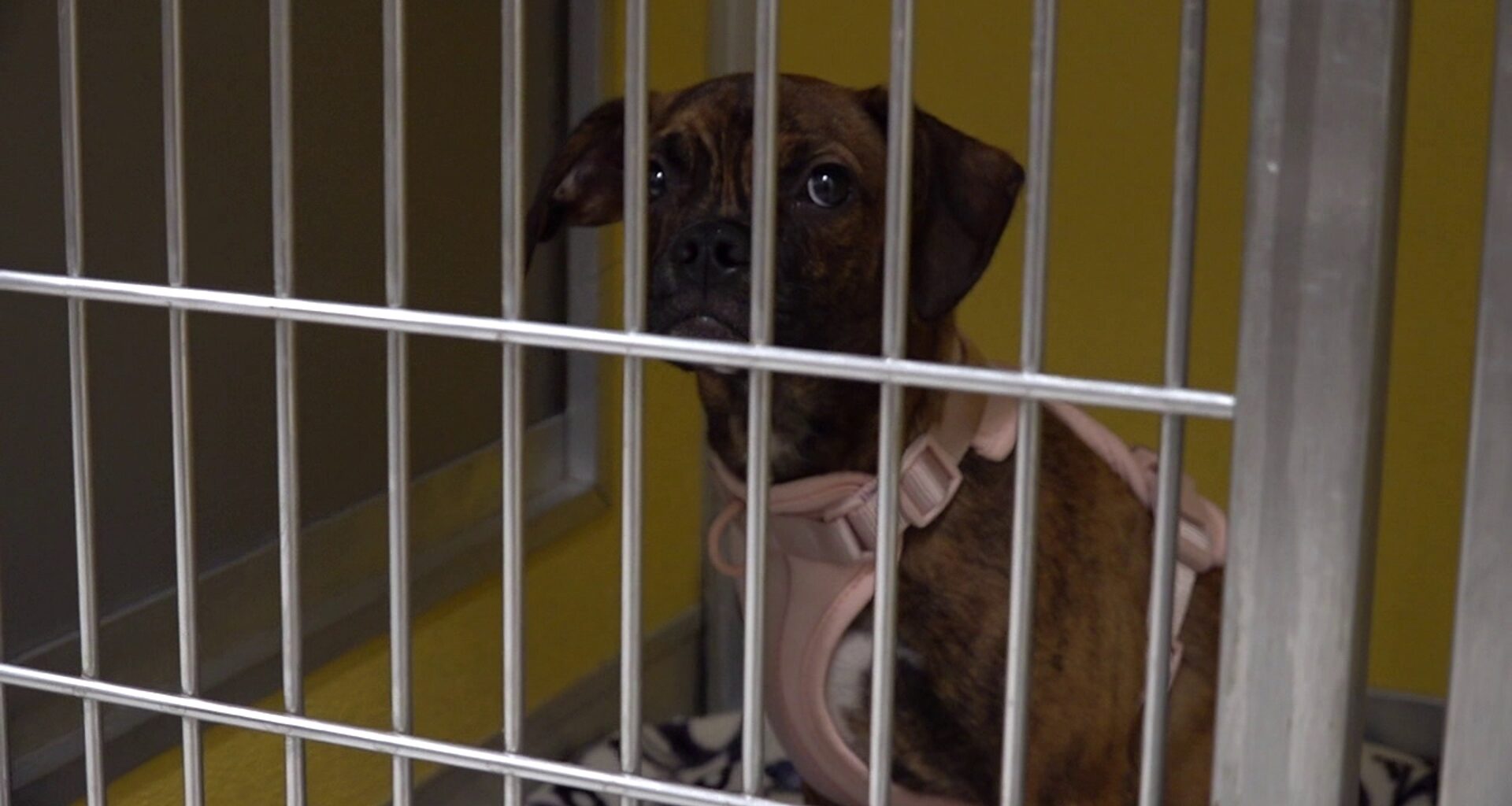 Hoarding case in Luzerne, Lackawanna counties leaves shelters struggling