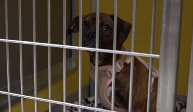 Hoarding case in Luzerne, Lackawanna counties leaves shelters struggling