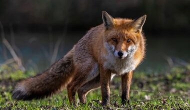 Aggressive fox reported in Bethlehem Township after attacking dog, mayor says