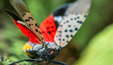Fetterman, McCormick introduce legislation to stop spread of spotted lanternfly