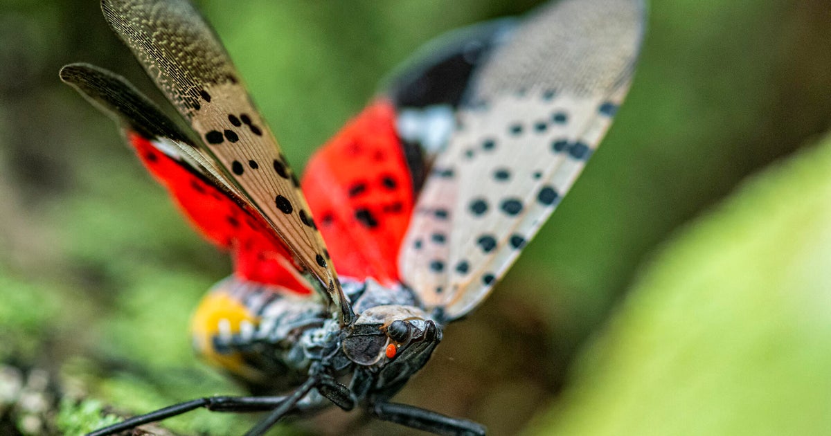 Fetterman, McCormick introduce legislation to stop spread of spotted lanternfly