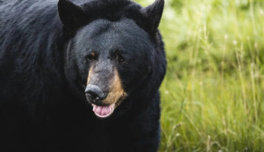 Watch a Black Bear Gracefully Escape a Dumpster in Lake Harmony, Pennsylvania