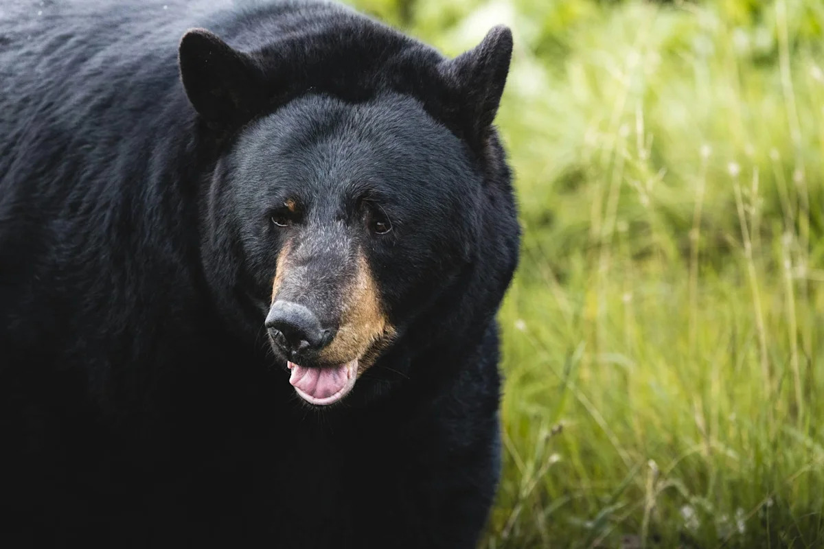 Watch a Black Bear Gracefully Escape a Dumpster in Lake Harmony, Pennsylvania