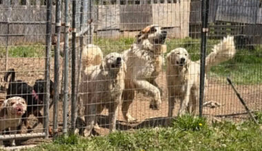 Pennsylvania shelter rescues 29 dogs, 4 horses from abandoned property with no food or water