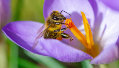 Pennsylvania's fireflies and bees are in decline, and a loophole in state law could worsen it