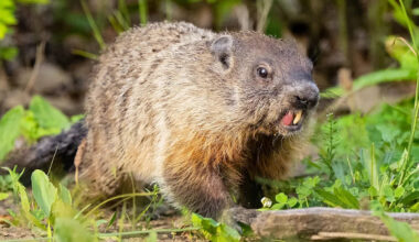 Rabid groundhog underneath parked car attacks child in Pennsylvania