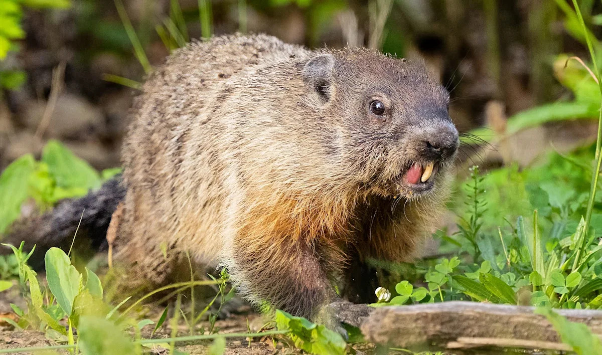 Rabid groundhog underneath parked car attacks child in Pennsylvania