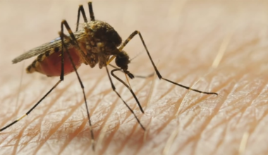 9 Pittsburgh neighborhoods to be sprayed for West Nile virus – WPXI