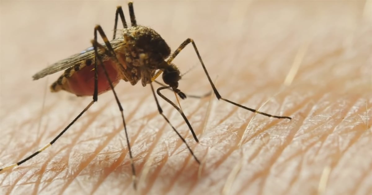 9 Pittsburgh neighborhoods to be sprayed for West Nile virus – WPXI