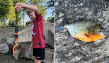 8-Year-Old Boy is Surprised to Catch a Piranha in Pennsylvania Lake