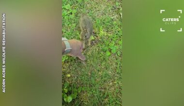 Pennsylvania Rescuers Meet a Rabbit With a Serious Attitude Problem