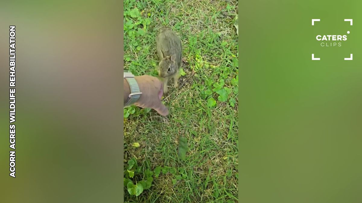 Pennsylvania Rescuers Meet a Rabbit With a Serious Attitude Problem