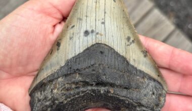 Pennsylvania family makes prehistoric discovery while searching for seashells on the Jersey Shore