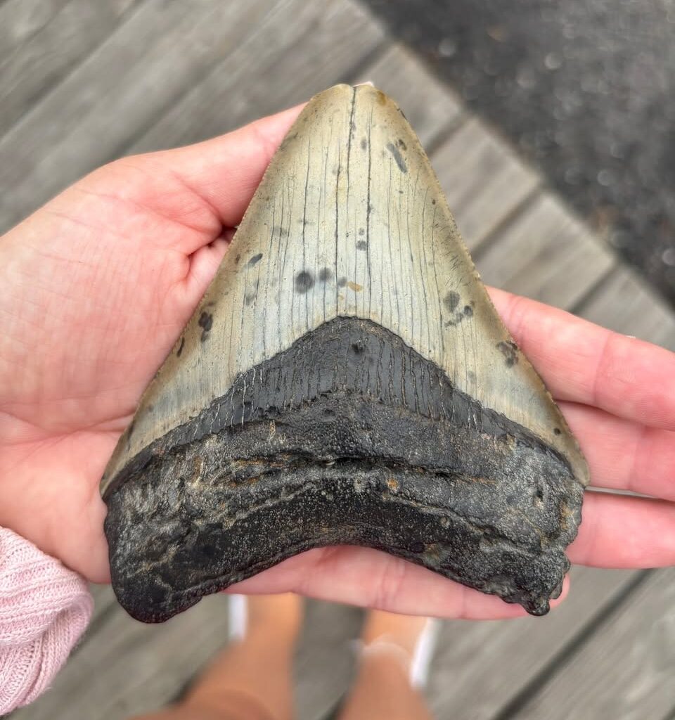 Pennsylvania family makes prehistoric discovery while searching for seashells on the Jersey Shore