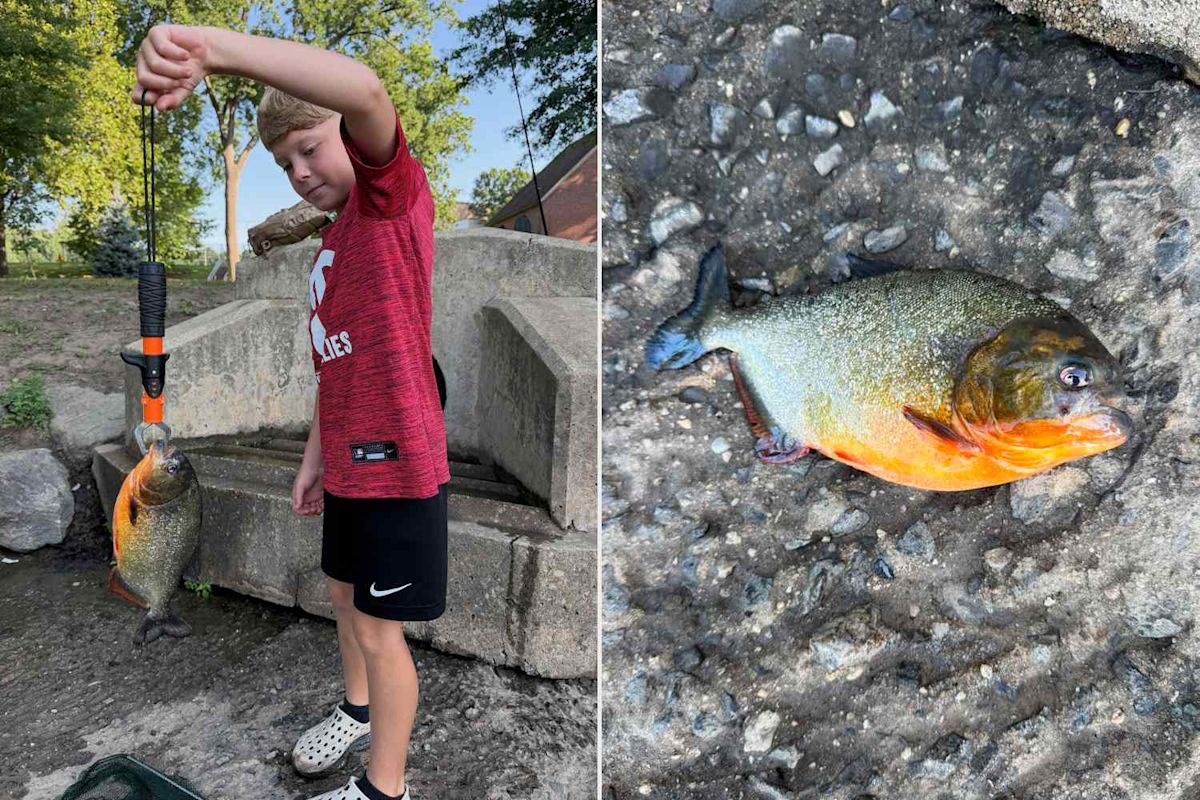 8-Year-Old Boy Pulls Piranha from Pennsylvania Lake, Recognizes Fish from YouTube
