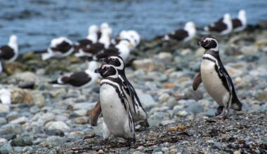 New Philadelphia Zoo Penguins Have Officially Mastered the Cannonball